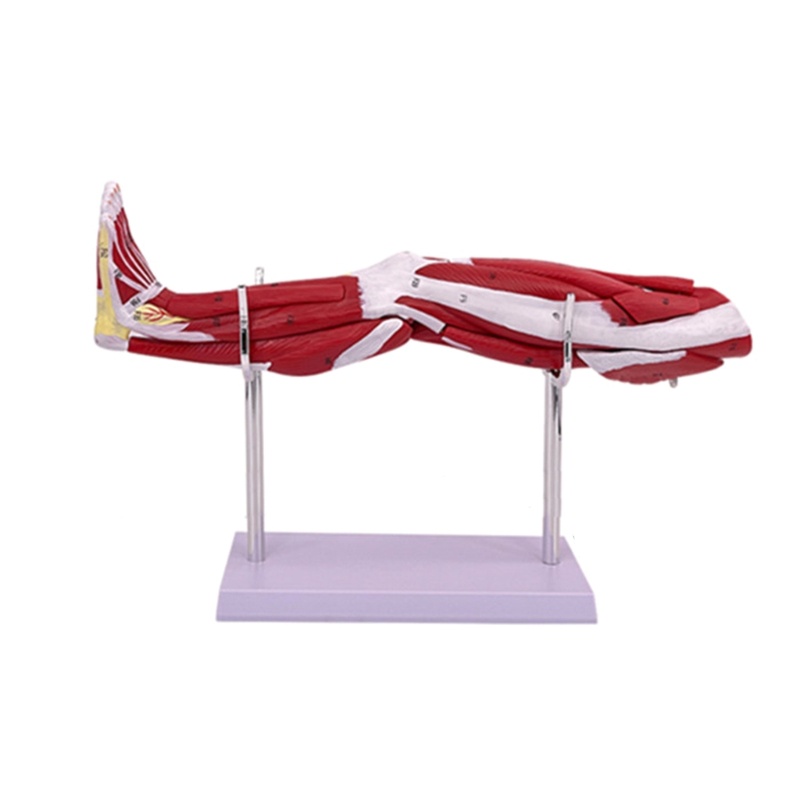 RAN Human Limb Anatomical Muscle Model Upper and Lower Limb Muscle