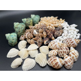 Approx 100g Aquarium Beach Nautical DIY Shells Mixed Bulk Sea Shell Fash&$i