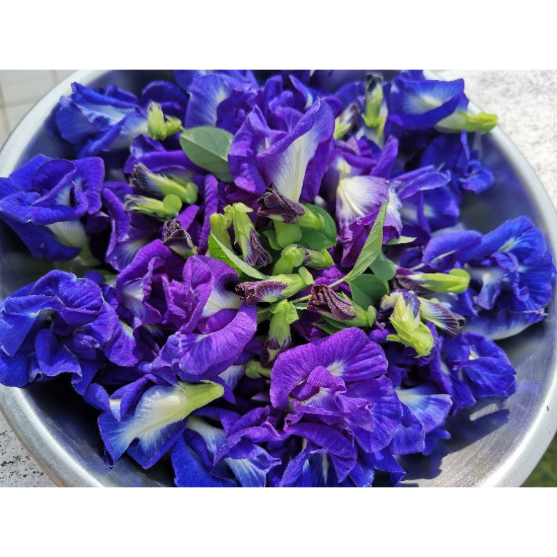 Bunga telang kering berlapis dried blue butterfly pea flower double