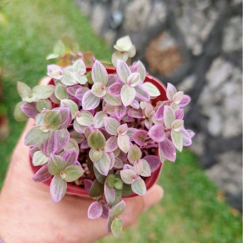 Succulent Callisia Repens Pink Lady Turtle Vine Indoor Live Plant Pokok Hidup Callisia Repens 4957