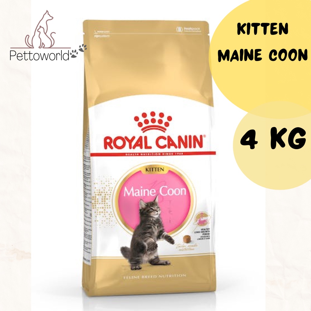 Royal canin maine coon best sale kitten 4kg