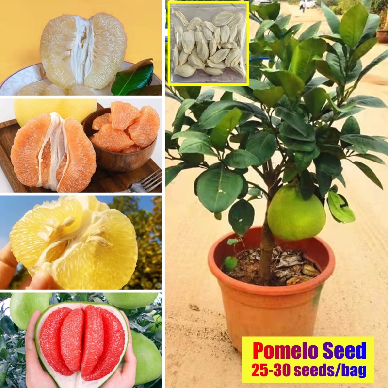 Hybrid Variety Pomelo Seeds for Planting (20 Seeds Per Bag) Sweet and