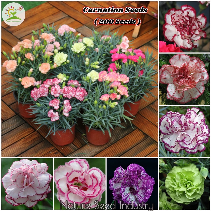 Carnation Flower Seeds for Planting (200 seeds/bag, Easy To Grow In