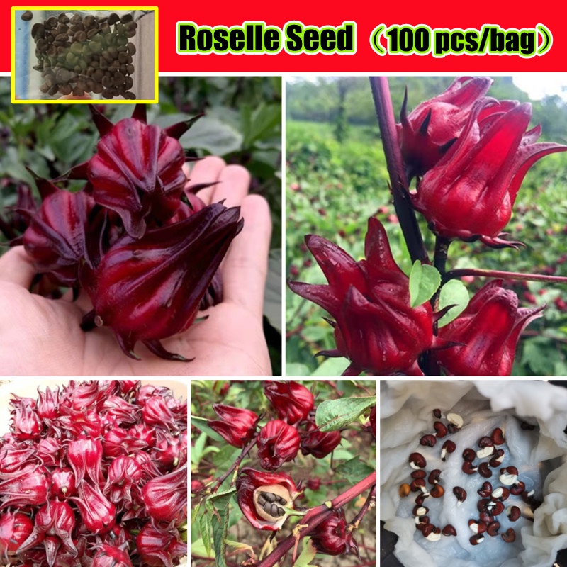 100pcs Rare Roselle Seeds for Planting Flowers Bonsai Flower Seeds