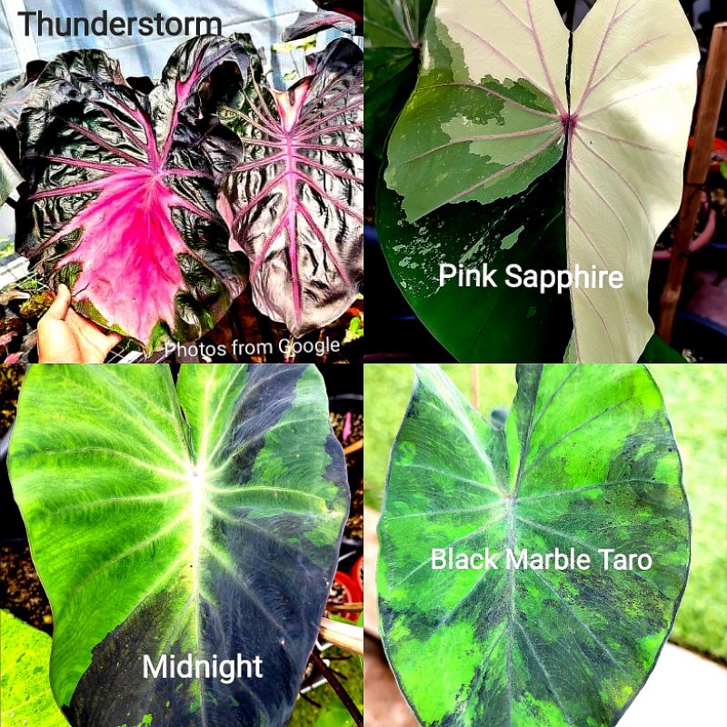 Colocasia Black Marble Taro, Midnight, Pink Sapphire, Thunderstorm ...