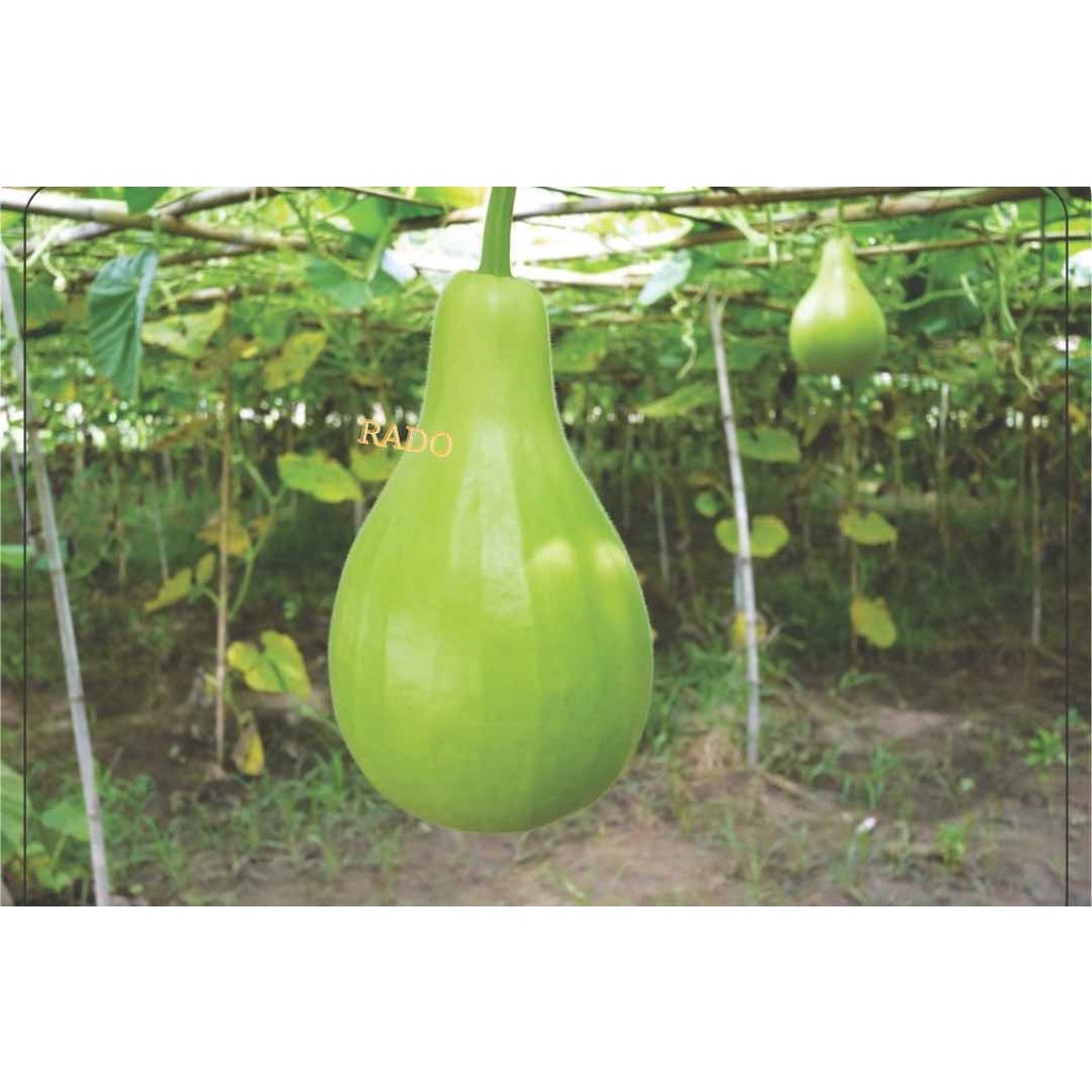 RADO 401 Bottle Gourd Seeds 灯泡蒲瓜种子 Biji Benih Labu Botol Biji Benih ...