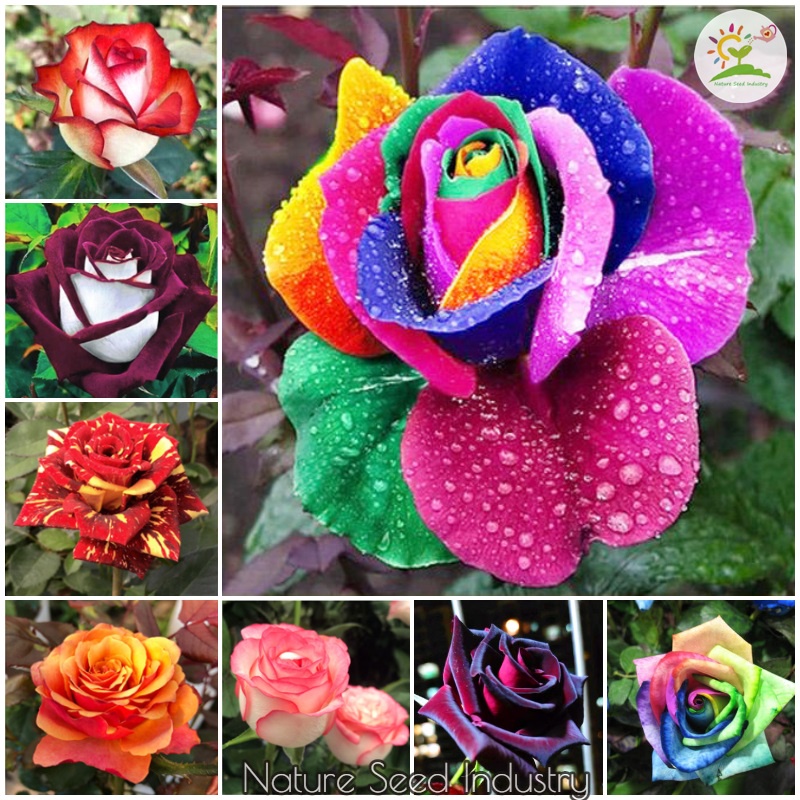 [Easy To Grow] Rainbow Rose Seeds for Planting (100 seeds/pack, Mixed