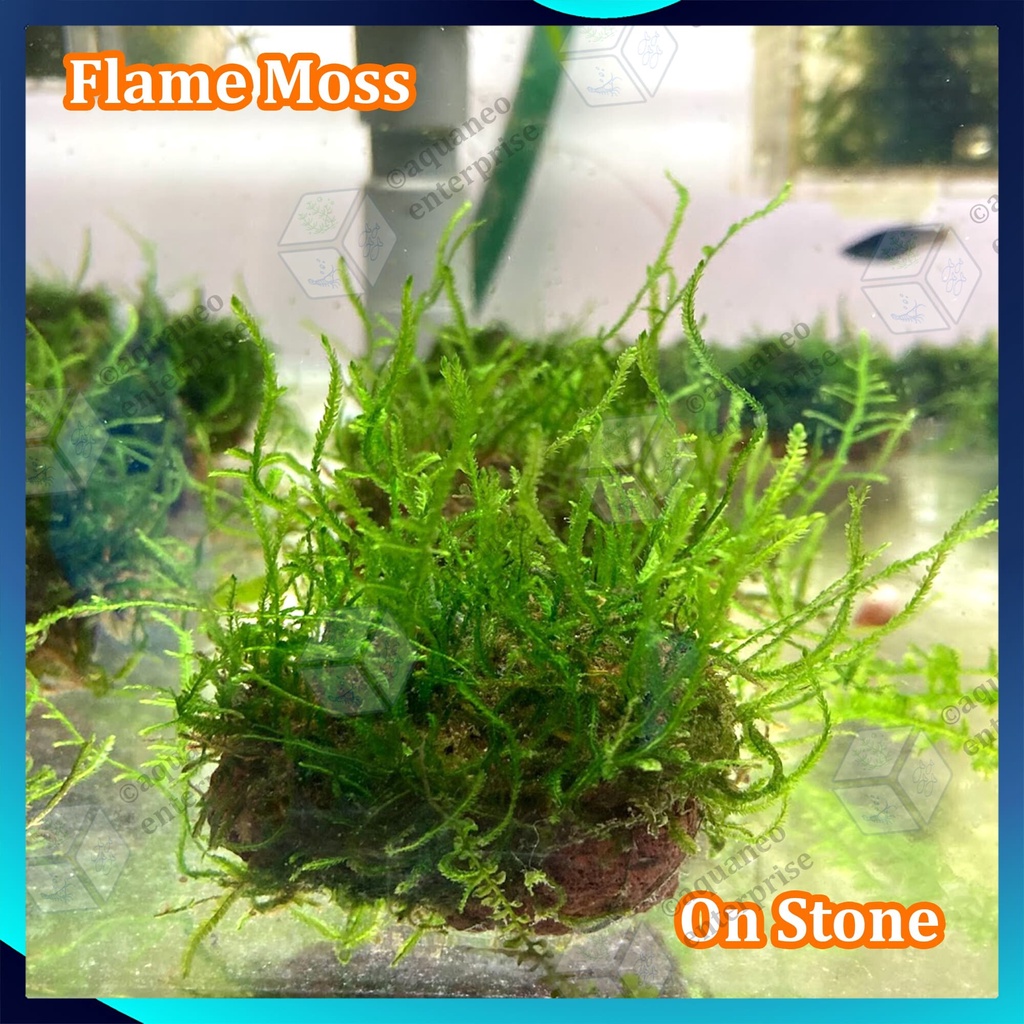 [Low Tech] Flame Moss LP Aquatic Plant Submerged Form - On Stone ...
