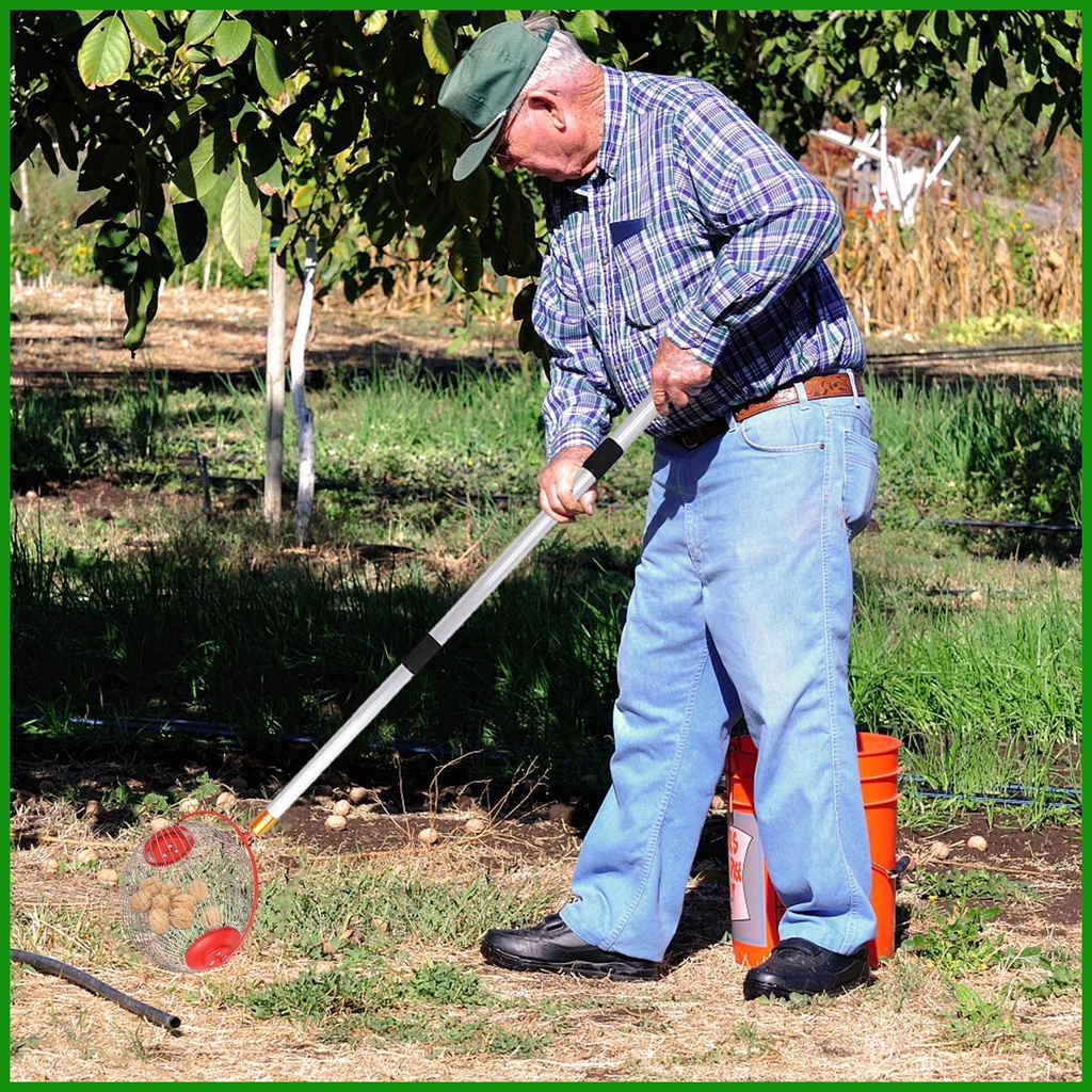 Nut Collector Nut Harvester Rolling Lightweight Outdoor Acorn Roller