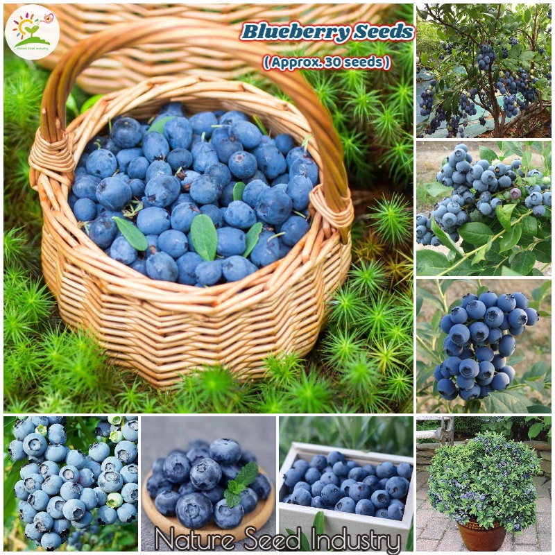 Blueberry Seeds for Planting (30 seeds/pack, Suitable for Growing In