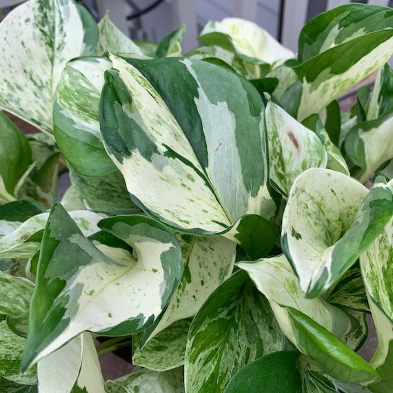 MONEY PLANT/MANJULA /GOLDEN/NJOY//MARBLE QUEEN/JADE POTHOS/GOLD NEON ...