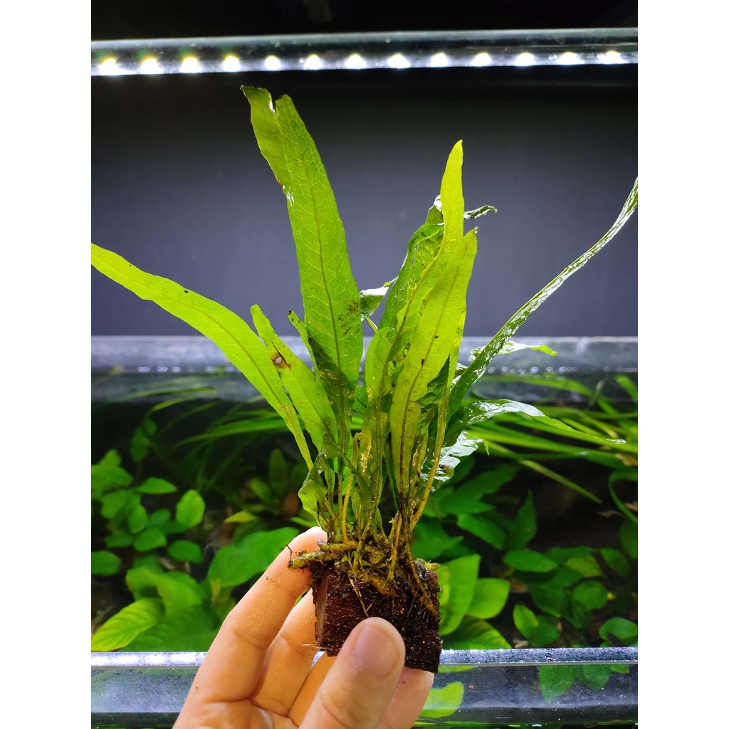 Microsorum Pteropus 'Mini Java Fern' 迷你铁皇冠 (Low Tech / Aquatic Plant ...