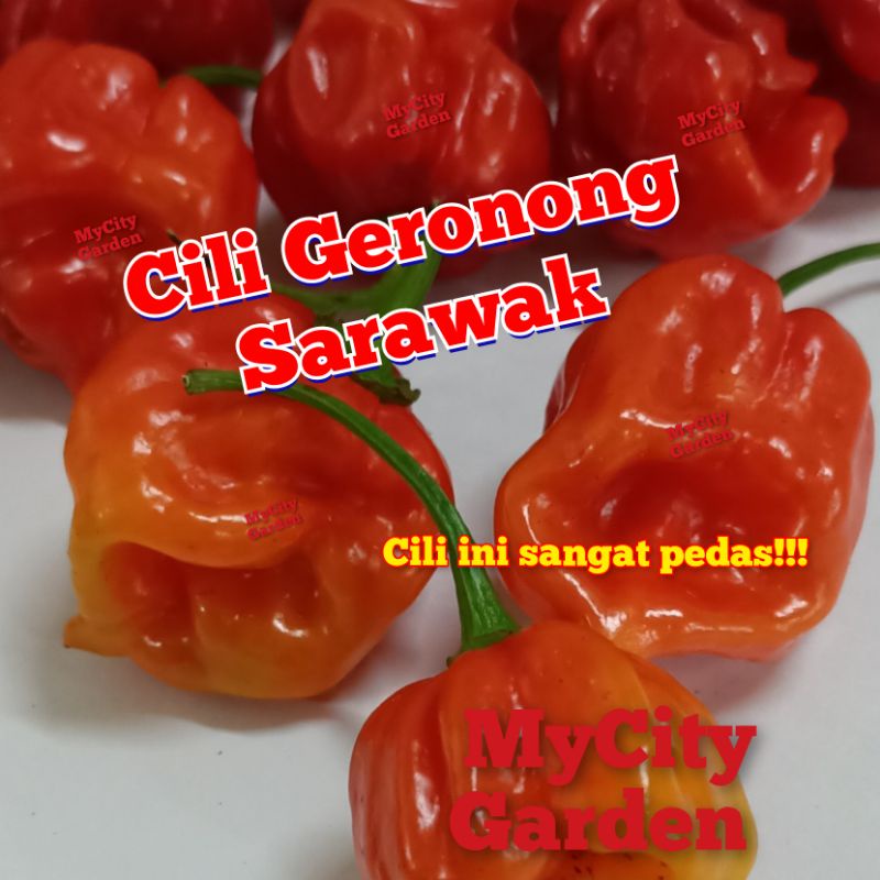 20 Biji Benih Cili Geronong Sarawak Gronong Seed Shopee Malaysia