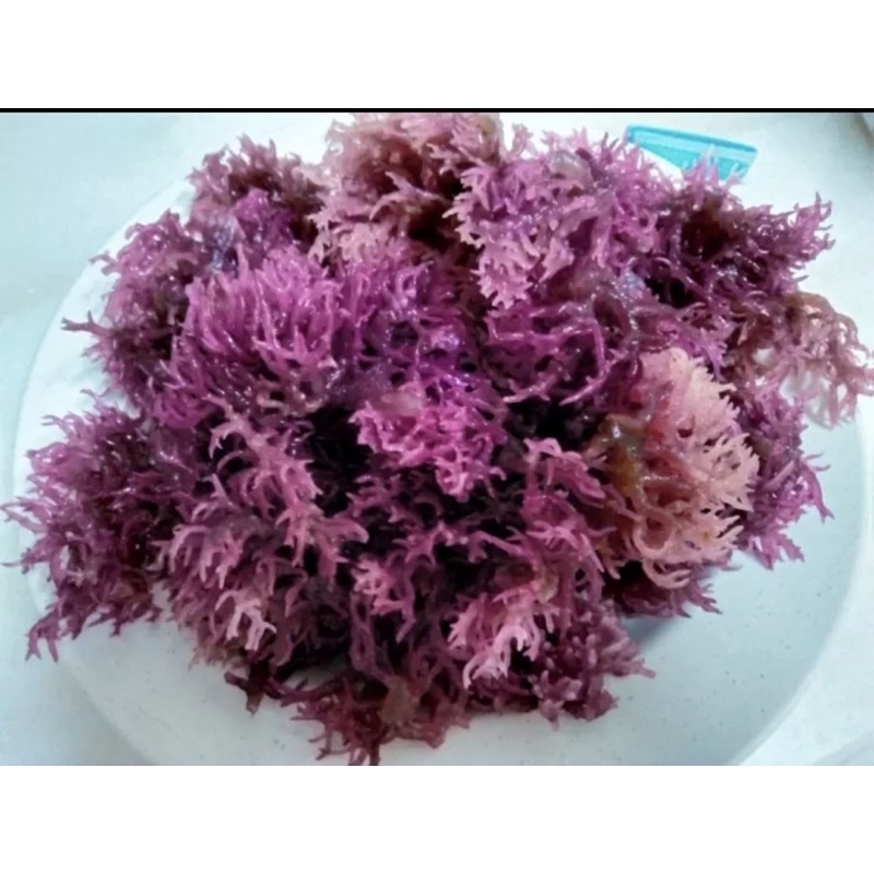 RUMPAI LAUT KERING TAWAU UNGU SABAH / PURE MARINE | Shopee Malaysia