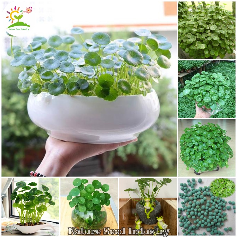 Copper Grass Pilea Seeds for Planting (50 Seeds/bag, Easy To Grow