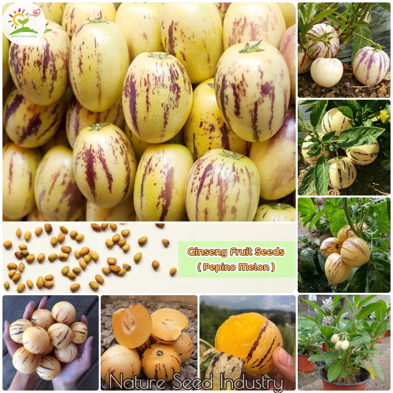 Ginseng Fruit Seeds for Planting (30 seeds/pack, Suitable for Growing In Malaysia) Shopee Malaysia
