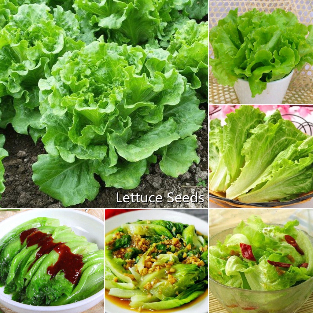 Lettuce Seeds 100pcs Bag Benih Sayur Sayuran Green Vegetable Seeds Can