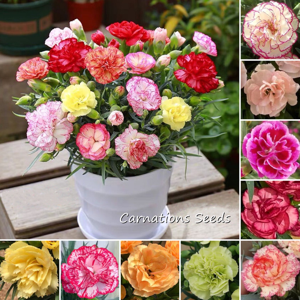 Carnations Seeds (200 Seeds Per Pack) Colorful Gardening Flower Seeds