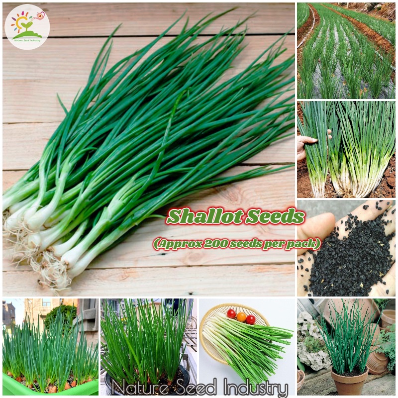 Green Shallot Seeds for Planting (200 seeds/pack, Suitable for Growing ...