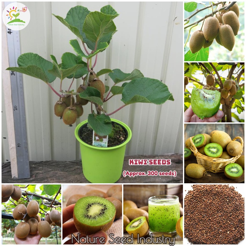 Rare Kiwi Seeds for Planting (300 seeds/bag, Suitable for Growing In