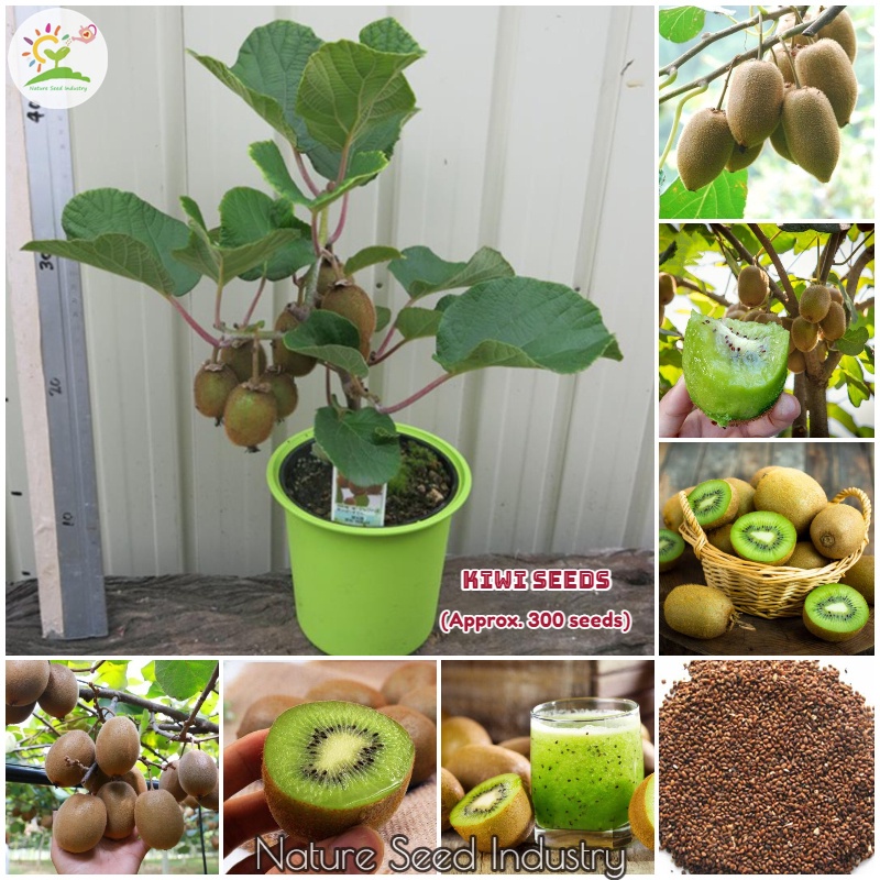 Rare Kiwi Seeds for Planting (300 seeds/bag, Suitable for Growing In ...