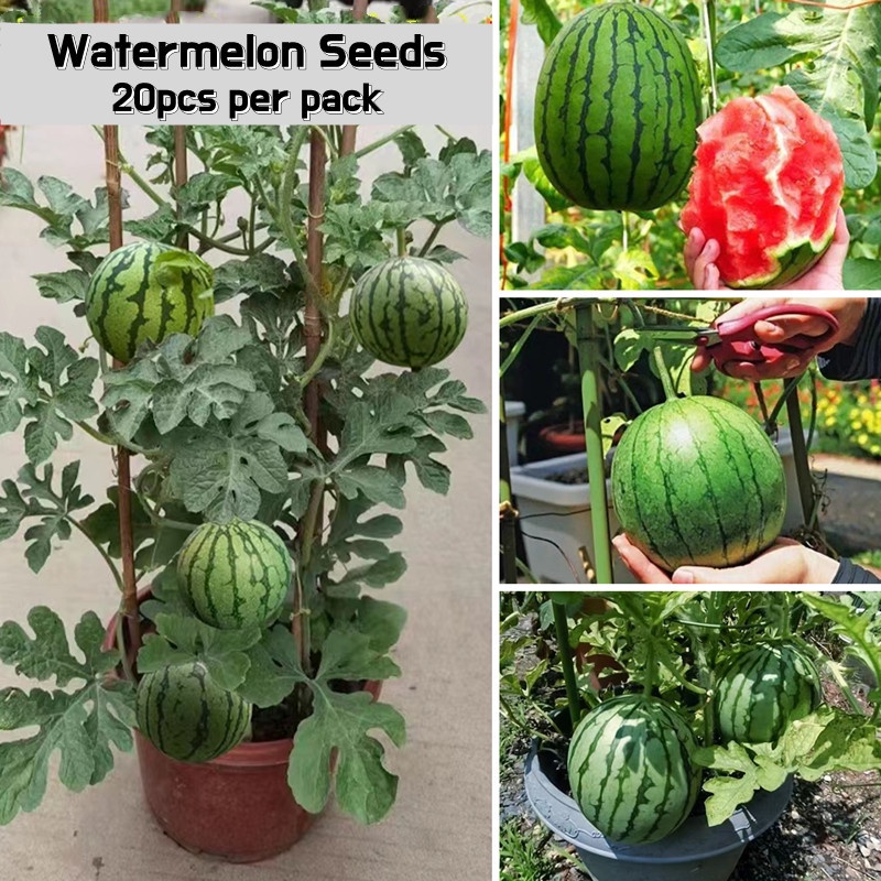 Sweet Juicy Mini Bonsai Watermelon Fruit Seeds for Sale (20 Seeds for
