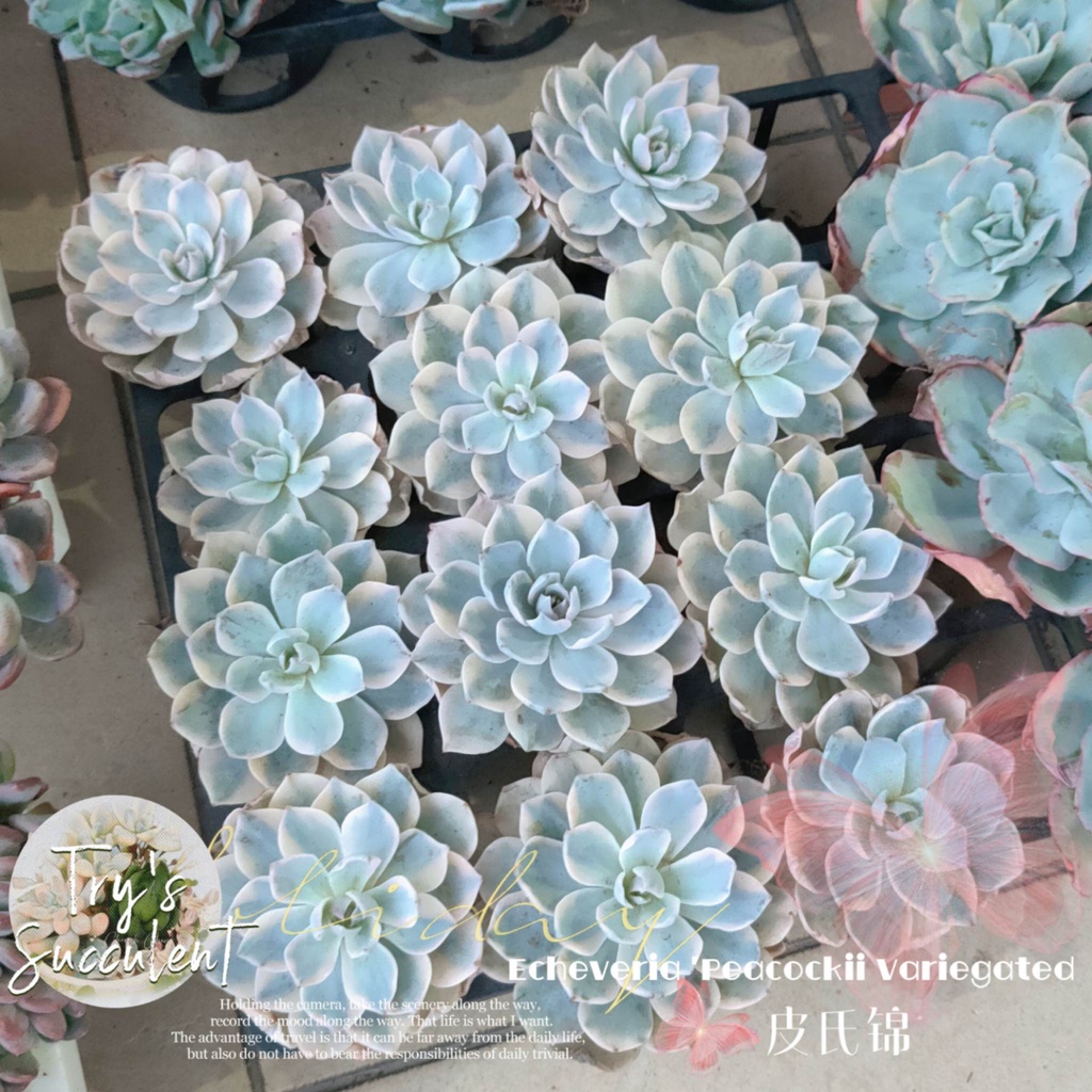 Try's Succulent 多肉屋[Ready Stock]现货皮氏锦Echeveria 'Peacockii