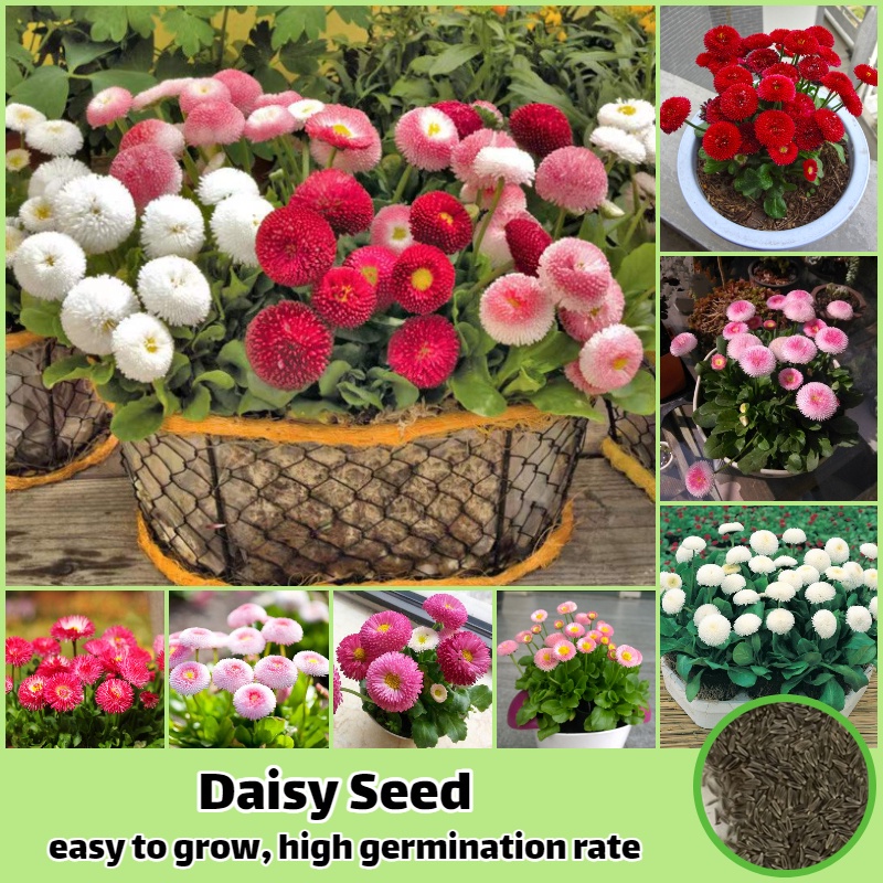 Mixed Color Daisy Seed (30 Seeds/Pack) Bonsai Seeds for Planting Flowers Potted Flowering Seeds