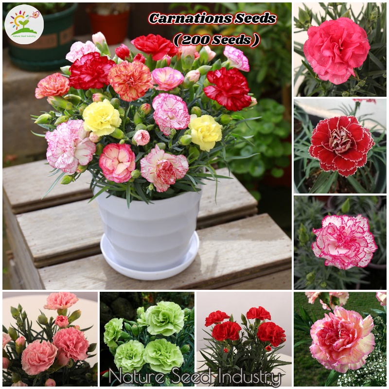 Carnation Seeds for Planting (200 Seeds/pack, Mixed Color, Suitable for