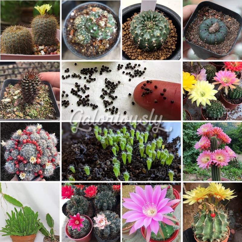 Cactus Seeds Astrophytum Frailea Mammillaria Hylocereus Echinopsis