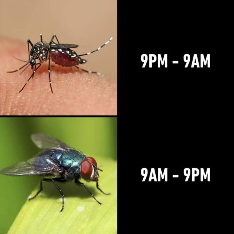 PEST CONTROL ( Mosquitoes Fogging ) Shopee Malaysia