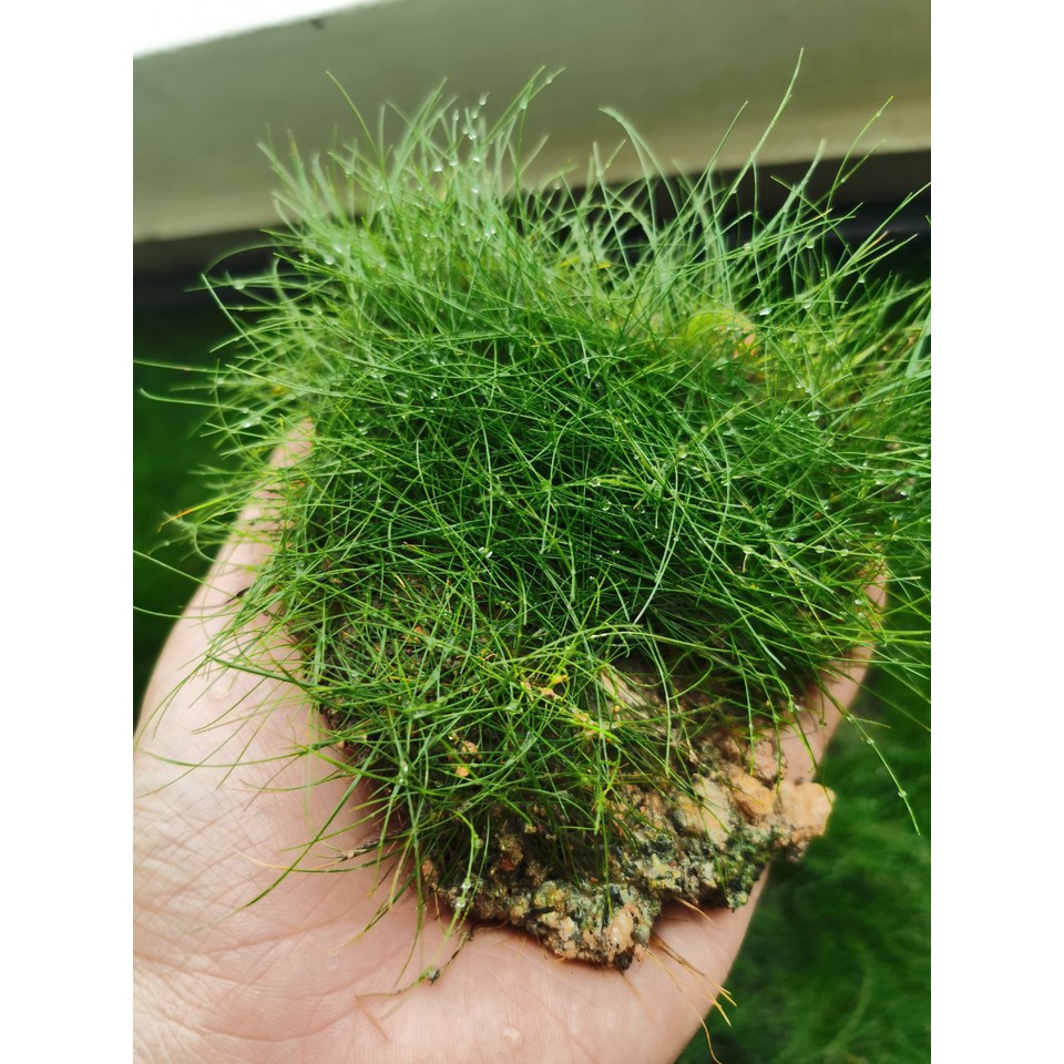 Aquatic Best Channel[ABC] - Mini Hair Grass 迷你牛毛毡 | Shopee Malaysia