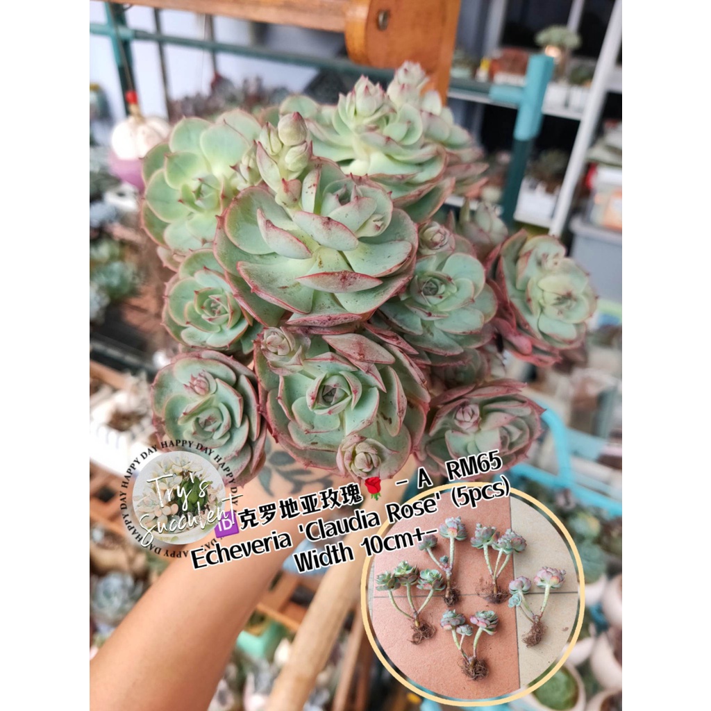 Try's Succulent 多肉屋[Ready Stock]现货克罗地亚玫瑰x Echeveria