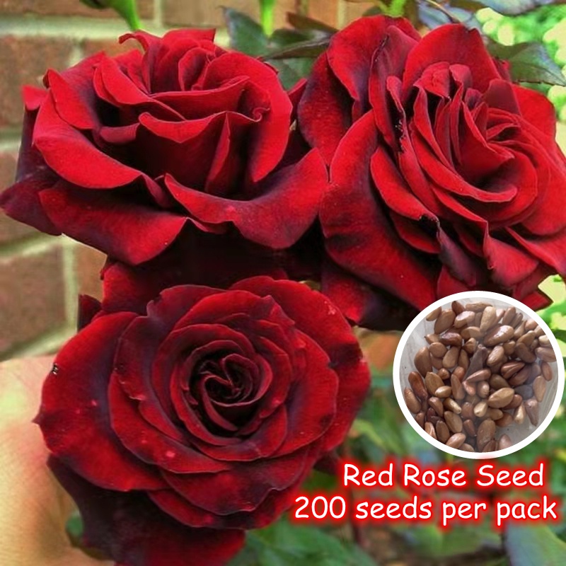 200 PCS Red Rose Seed for Sale Good Quality Flower Seeds for Planting
