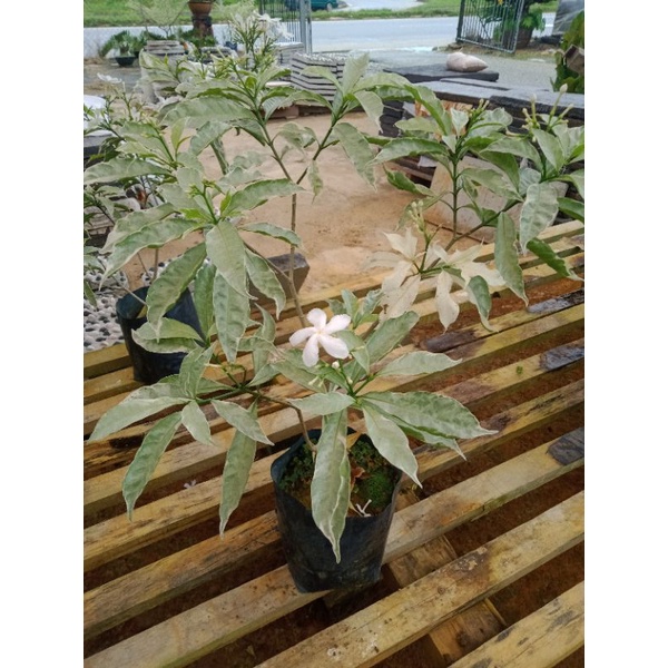 Pokok Bunga Susun Kelapa | Shopee Malaysia