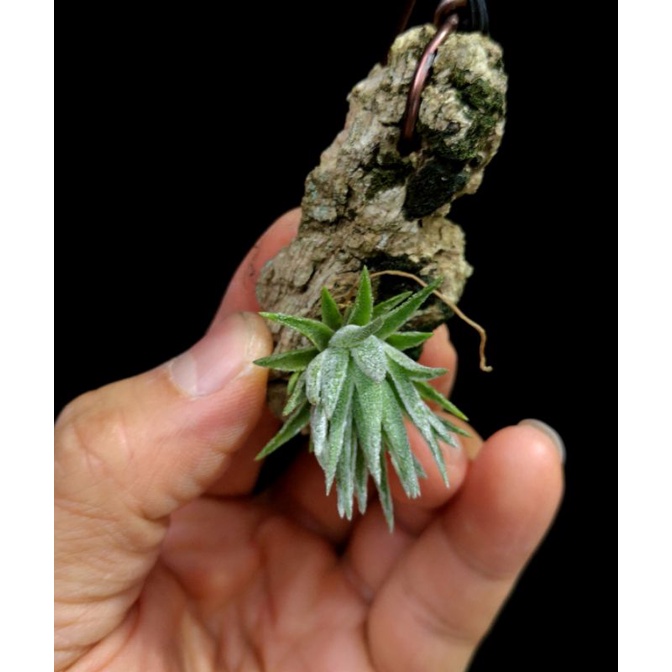 Tropical Selection's - Tillandsia thiekenii. (SPECIMEN). | Shopee Malaysia