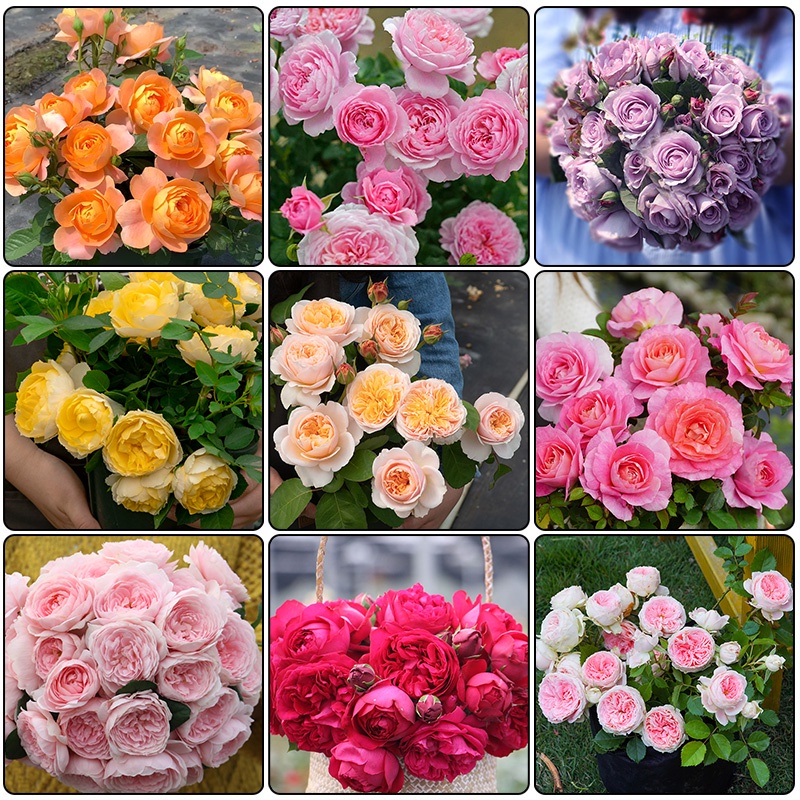 Climbing Rose Seeds for Planting (100 seeds/pack, Mix Color) Garden