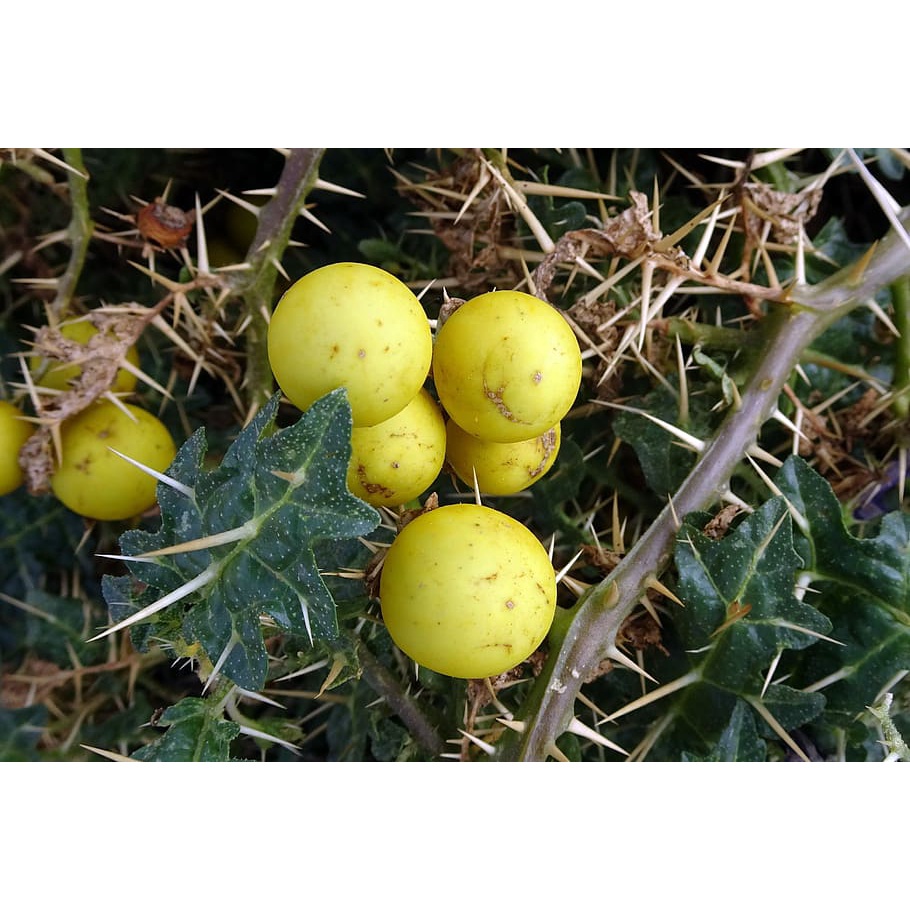 Yellowfruit nightshade whole/powder/thorn kandankathini sooram