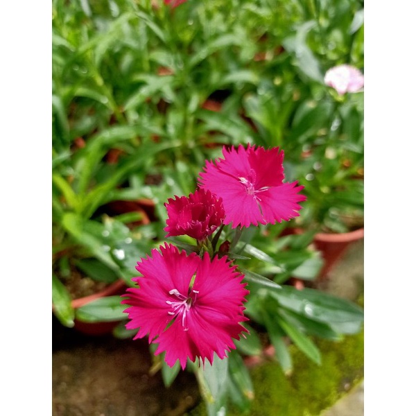 Bunga Carnation, Bunga Teluki, Dianthus caryophyllus | Shopee Malaysia