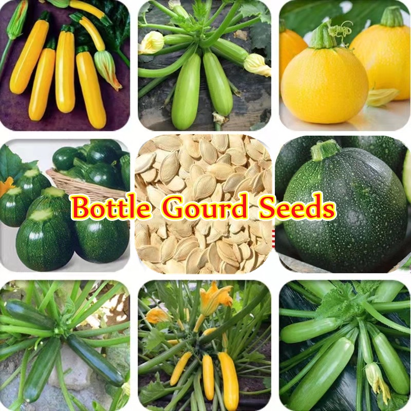 10pcs Fresh Bottle Gourd Seeds for Planting Eight Ball Zucchini Seeds