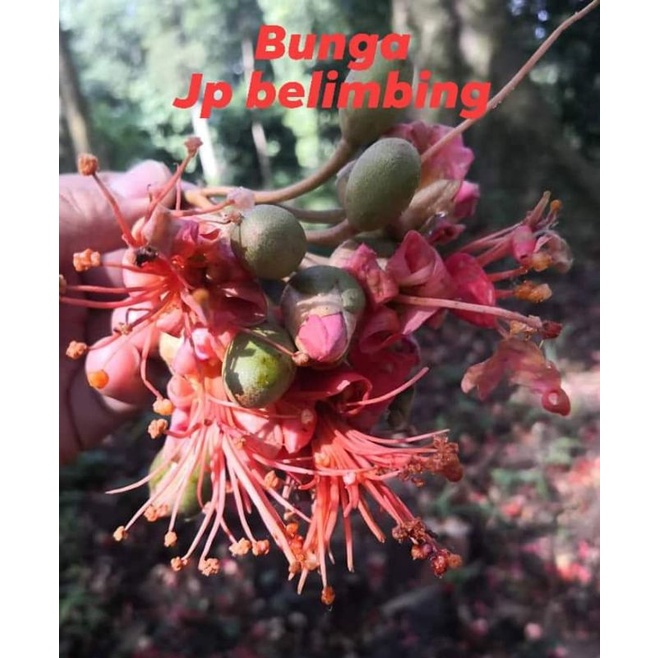 Pokok Durian JP Belimbing - Jawi Pekan Belimbing | Shopee Malaysia