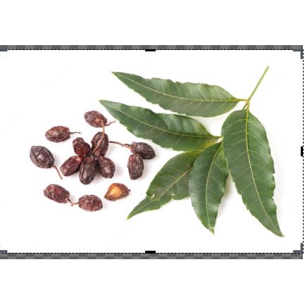 veppam kottai / poo dried neem flower/seed/powder bunga/biji/serbuk ...