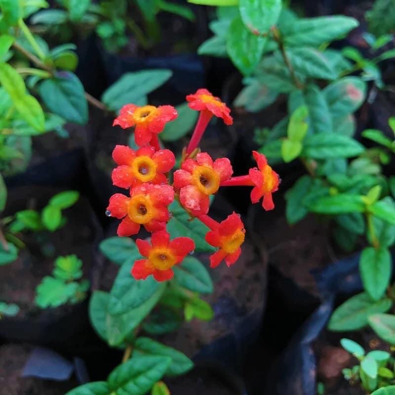 Pokok bunga Ros roses Panama rose real plant hotselling indoor outdoor ...