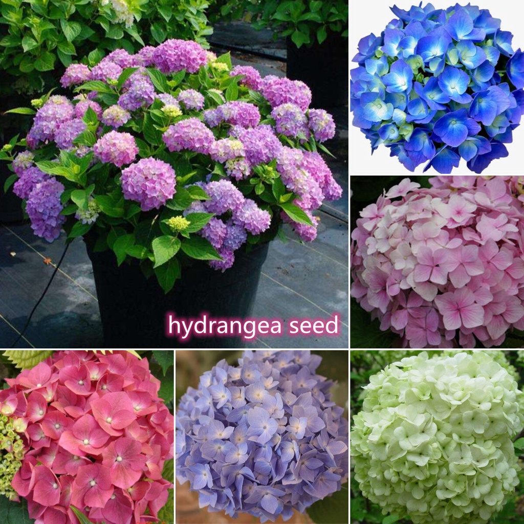 5Pcs Hydrangea Seed Bonsai Flower Seeds Home & Garden Flowers Seeds