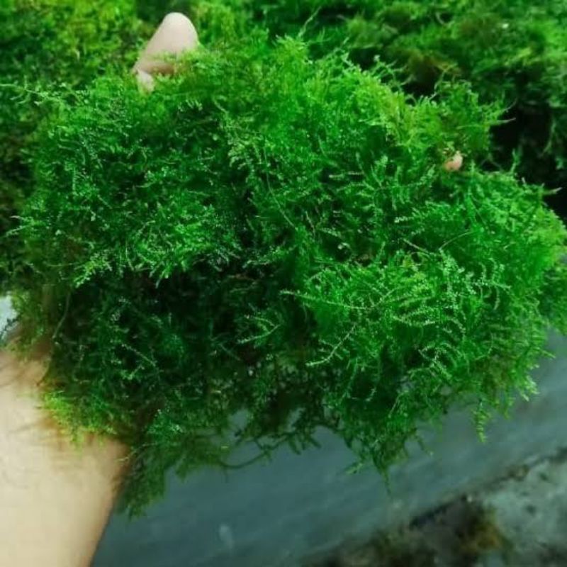 Java moss full Water Buy 3 Get 1 Free mika Portion | Shopee Malaysia