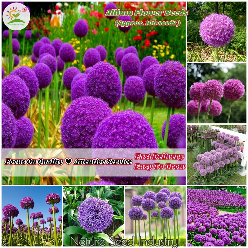 Allium Flower Seeds for Planting (100 Seeds/bag) Garden Flower Plants