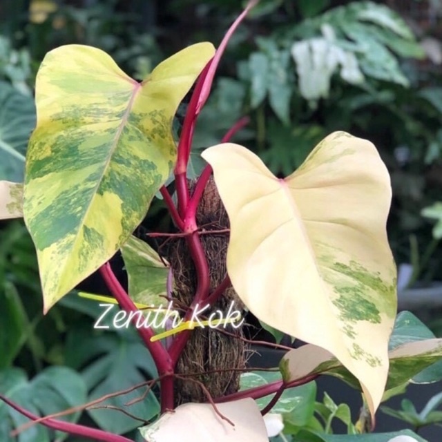 Philodendron Strawberry Shake / Red Emerald Variegated ( pokok / plant ) |  Shopee Malaysia