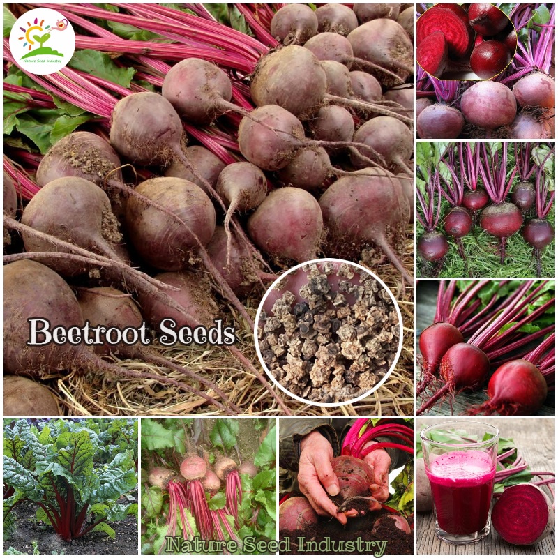 Beetroot Seeds for Planting (20 seeds/pack, Suitable for Growing In