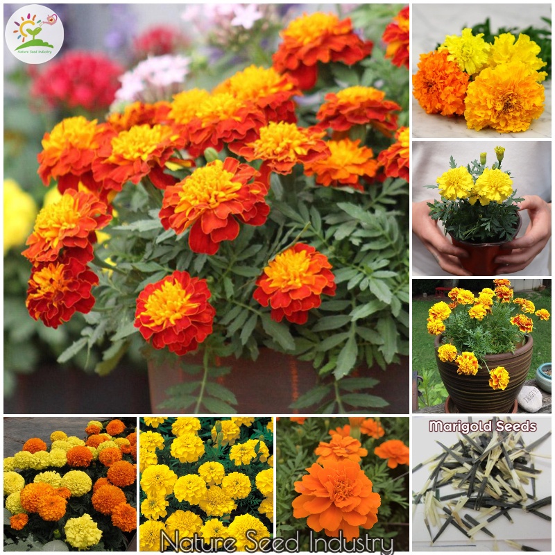 Marigold Flower Seeds for Sale (10 seeds/pack, Mix Color) Gardening