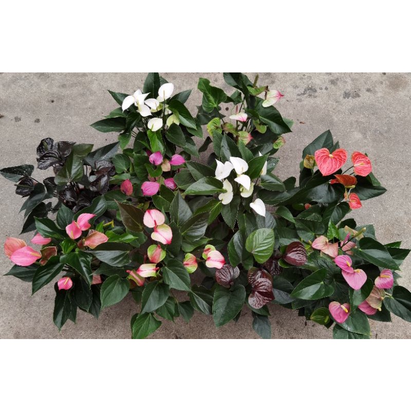 Pianta Anthurium Andraeanum (Fiammingo) In Vaso 17cm - Foglie Verdi E Spate Bianche, Altezza 60cm